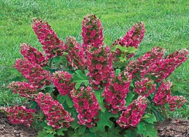 ruby slippers reblooming hydrangea